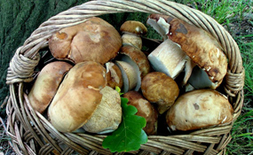 рецепты с грибами